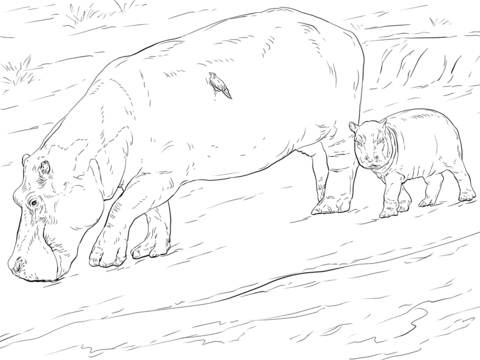 Mother And Young Hippo Coloring Page